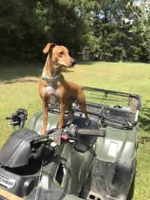 Welcome to SQDOG (Squirrel Dog Central) Squirrel dog training is not an easy task. . Squirrel dogs for sale in tennessee